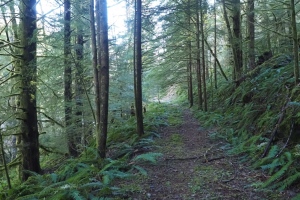 Star Creek WA